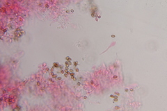 Psilocybe zapotecoantillarum