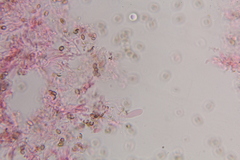 Psilocybe zapotecoantillarum