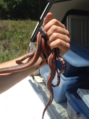 Farancia erytrogramma erytrogramma