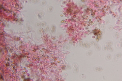 Psilocybe zapotecoantillarum