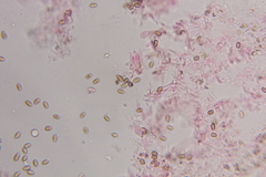 Psilocybe zapotecoantillarum