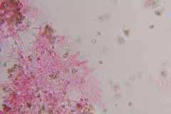 Psilocybe zapotecoantillarum