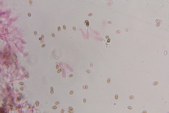 Psilocybe zapotecoantillarum