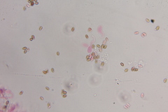 Psilocybe zapotecoantillarum