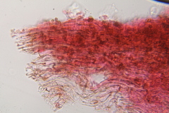 Psilocybe zapotecoantillarum