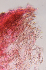 Psilocybe zapotecoantillarum