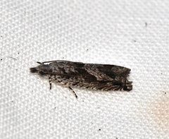 Holocola triangulana