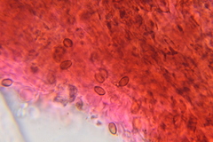 Psilocybe zapotecoantillarum