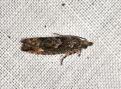 Holocola triangulana