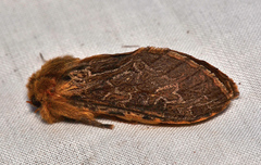 Oncopera rufobrunnea
