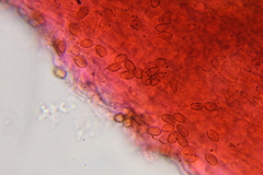 Psilocybe zapotecoantillarum