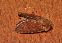 Oncopera rufobrunnea