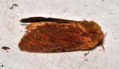 Oncopera rufobrunnea