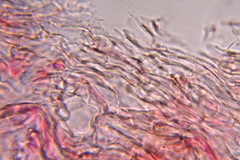 Psilocybe zapotecoantillarum