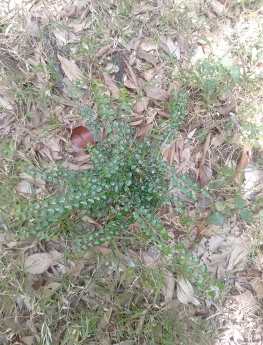 Diospyros nummulariifolia observed 2025-10-03