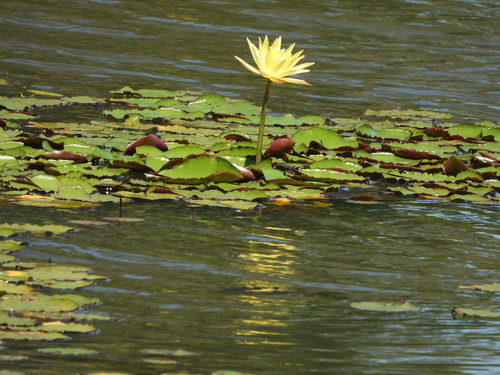 Nymphaea mexicana