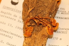 Gymnopilus subearlei