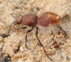 Ephutomorpha ferruginata