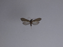 Polyplectropus