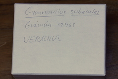 Gymnopilus subearlei