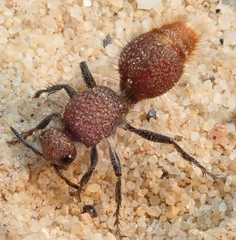 Ephutomorpha ferruginata