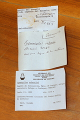 Gymnopilus subearlei