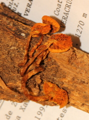 Gymnopilus subearlei