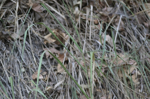 giant wildrye (Leymus condensatus)