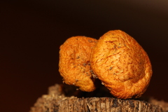 Gymnopilus subearlei