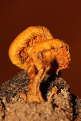 Gymnopilus subearlei
