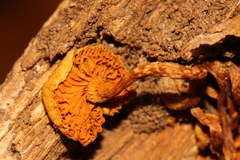Gymnopilus subearlei