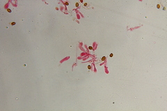 Gymnopilus subearlei