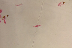 Gymnopilus subearlei