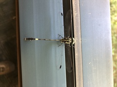 Austroepigomphus praeruptus