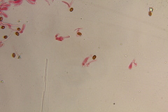 Gymnopilus subearlei