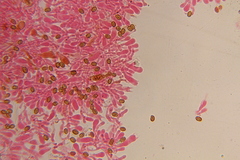 Gymnopilus subearlei