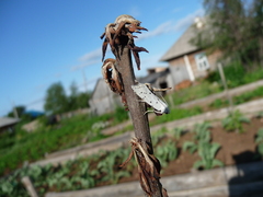 Myelois circumvoluta