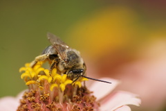 Svastra obliqua expurgata