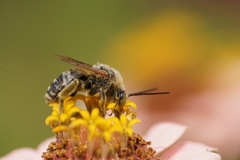 Svastra obliqua expurgata