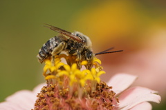 Svastra obliqua expurgata
