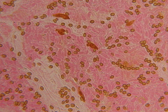 Gymnopilus subearlei