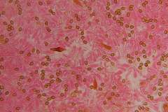 Gymnopilus subearlei