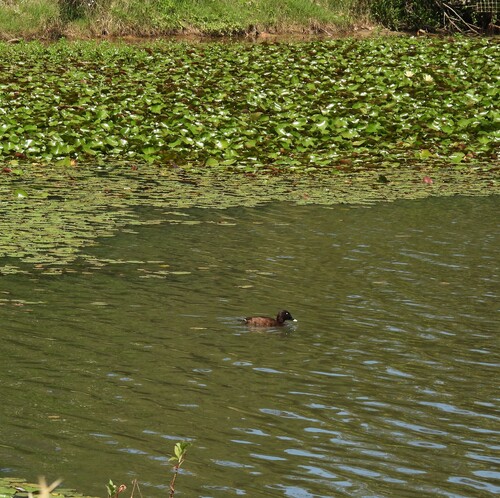 Nymphaea mexicana