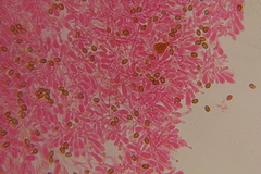 Gymnopilus subearlei