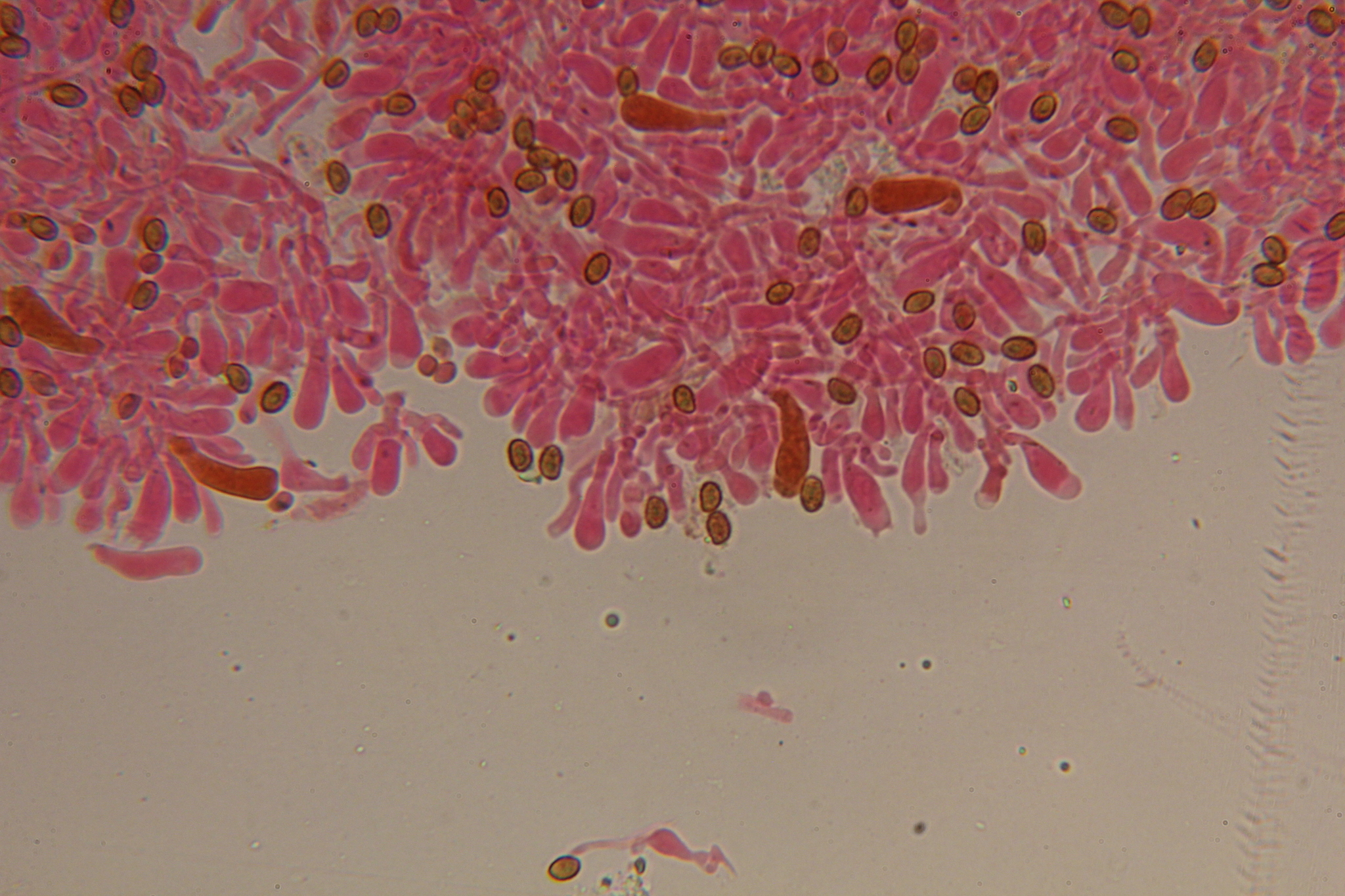 Gymnopilus subearlei image