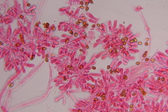 Gymnopilus subearlei