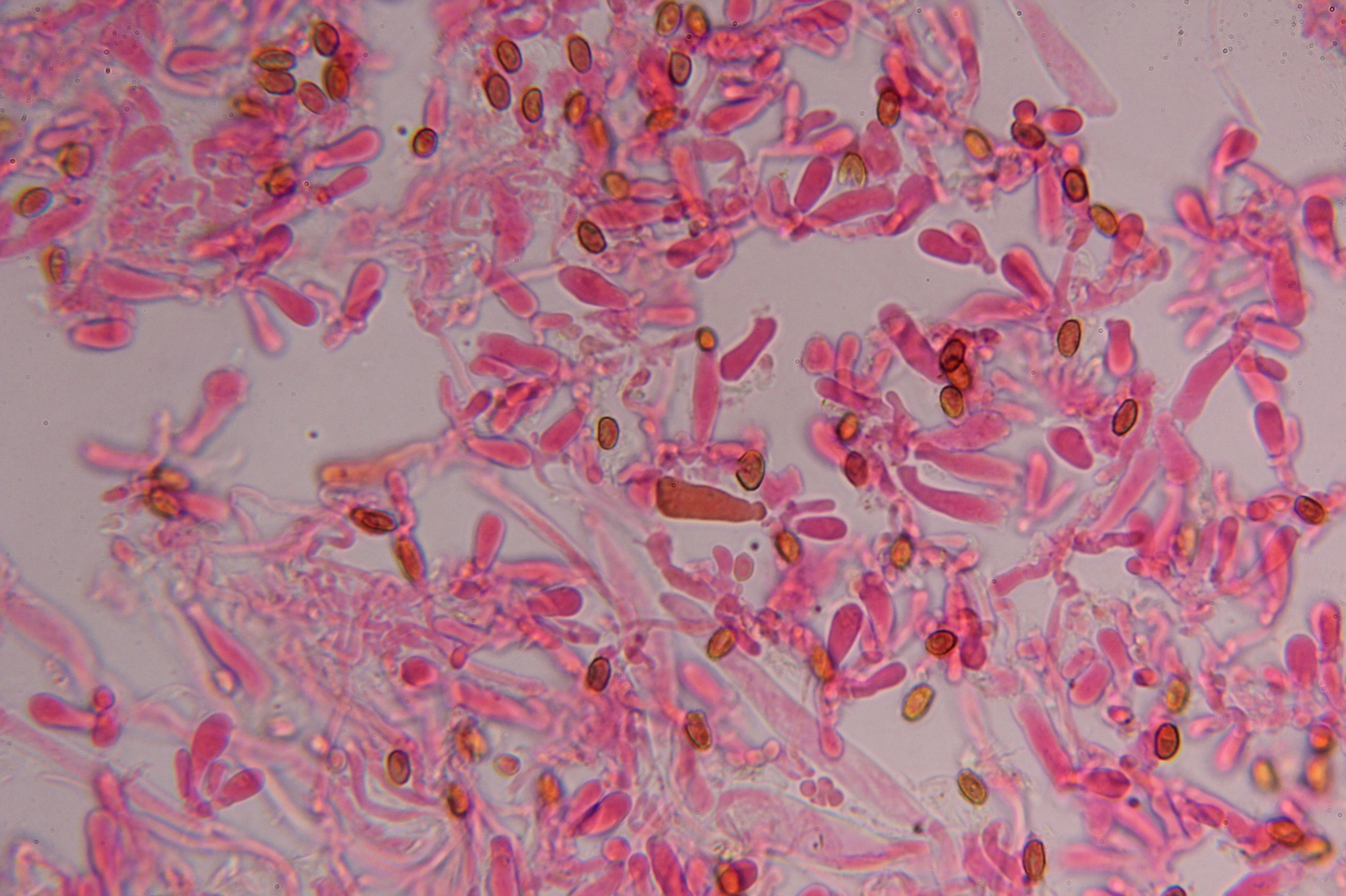 Gymnopilus subearlei image
