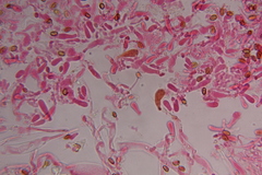 Gymnopilus subearlei