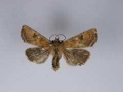 Meterana inchoata