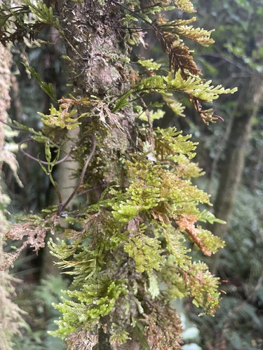 Giant Fern-moss (Braithwaitea sulcata)